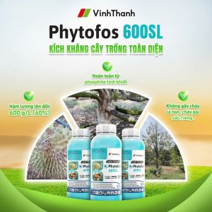 Phytofos 600SL – Đặc Trị Thối Trái Sầu Riêng Hiệu Quả | VinhThanh